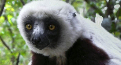 Madagaskar: Legenda otoka lemura