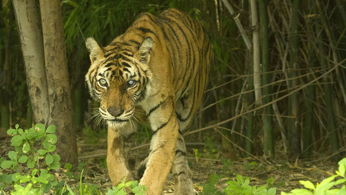 Najslavniji tigar na svijetu