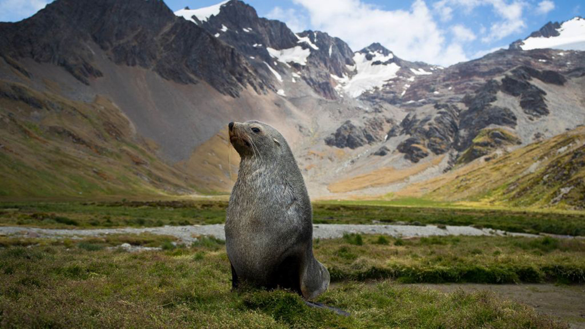 Divlji život: Otok uskrsnuća