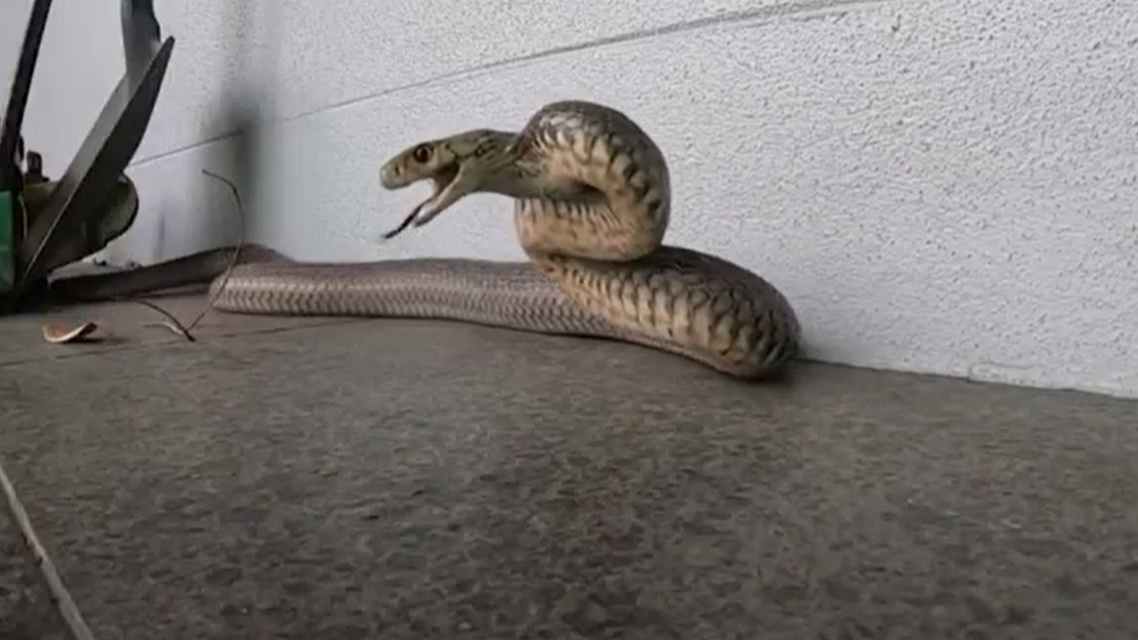 Australijski lovci na zmije