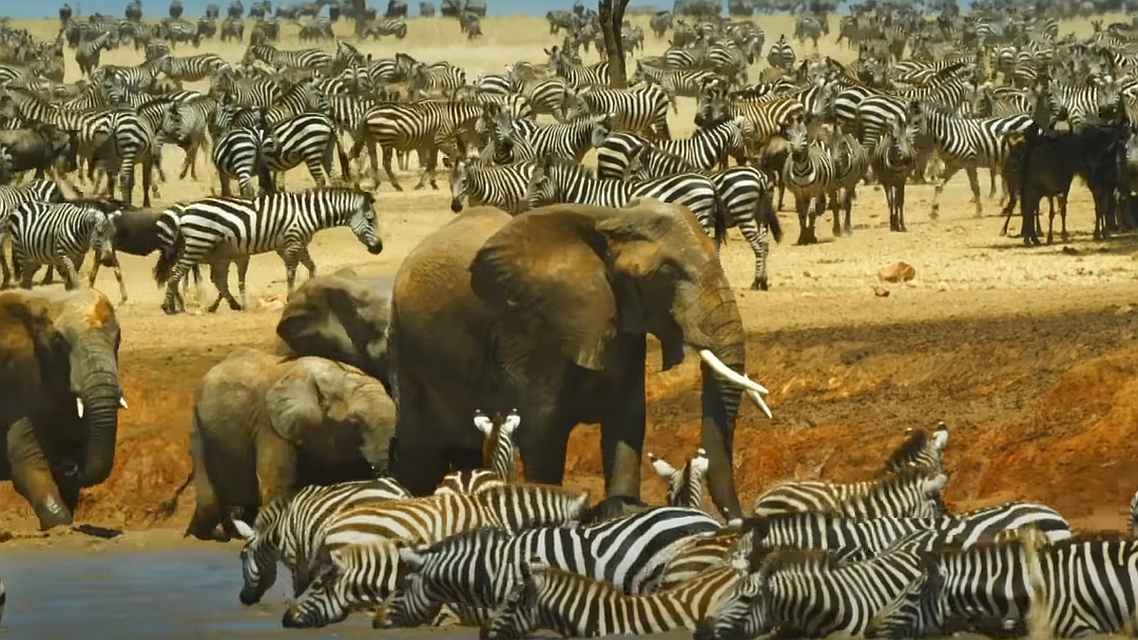 Serengeti (3): Pakao, dokumentarna serija (2/6)