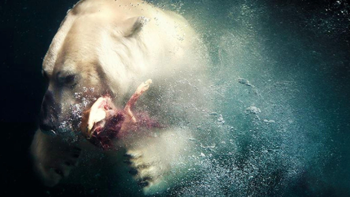 Odbrojavanje predatora