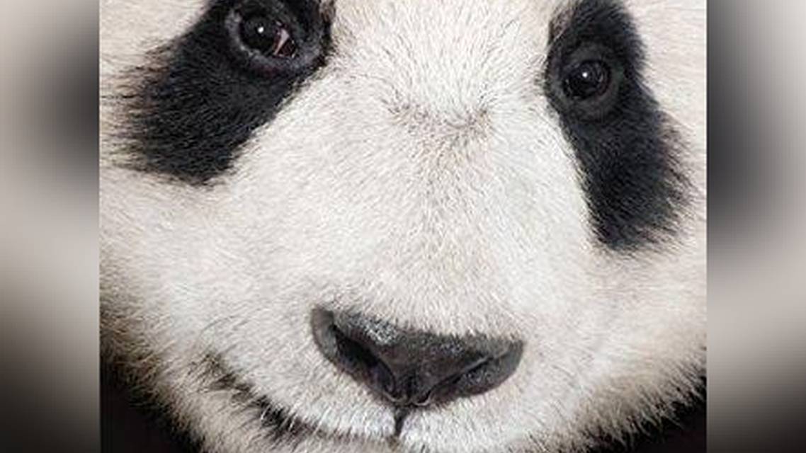 Pandamonijum