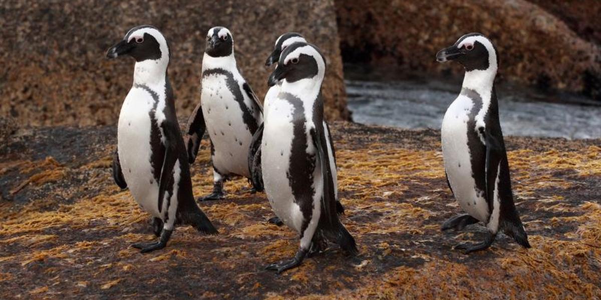 Upoznajte pingvine