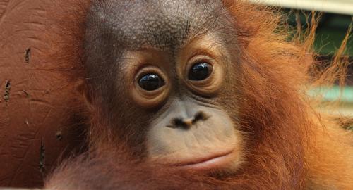Upoznajte orangutane